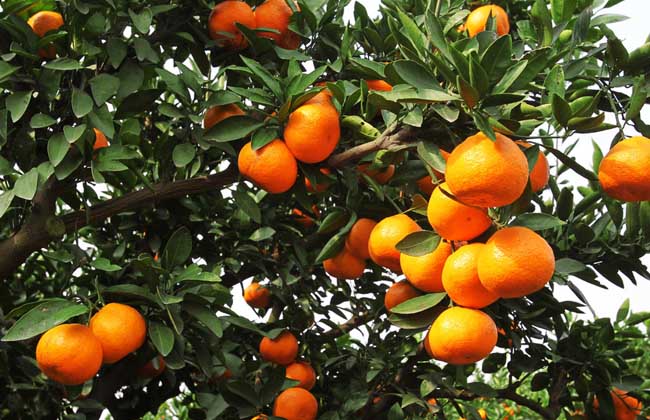 必看的柑橘病虫害10大防治技术