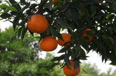 柑橘新品种濑户见种植前景怎么样？