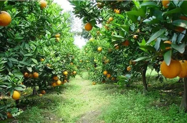 盛果期的柑橘树要怎么修剪?