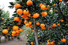 优质柑橘生态栽培技术
