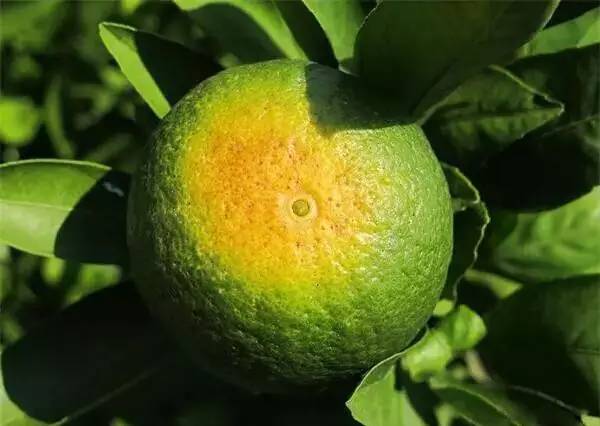 柑橘日灼果发生的原因有哪些?