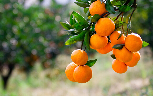 柑橘种植需要哪些环境条件?
