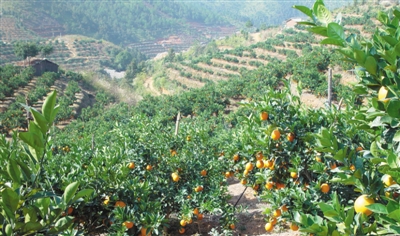 柑橘种植需要哪些环境条件?