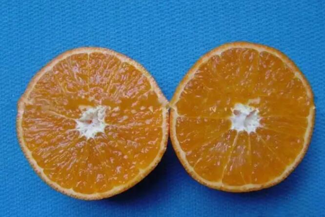 濑户佳柑橘