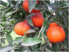 柑橘新品种红韵香柑品种介绍