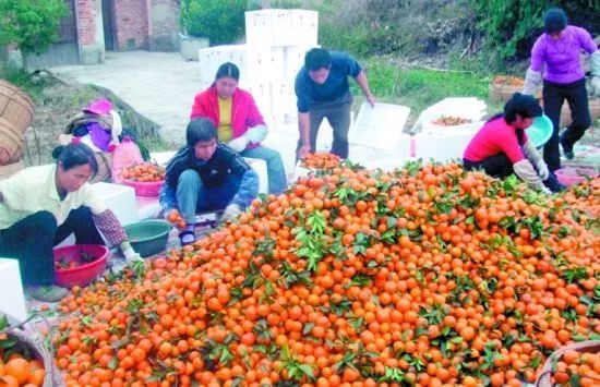 沙糖桔什么时候成熟上市