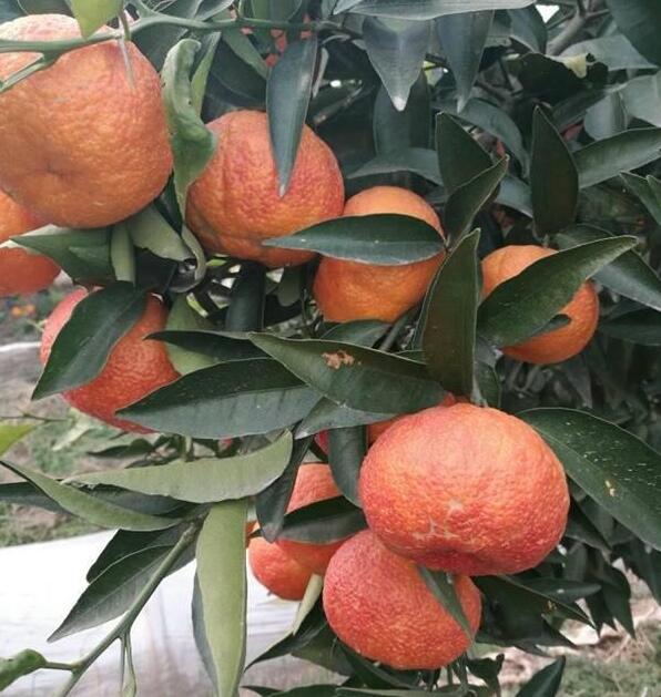 柑橘新品种媛红椪柑品种介绍