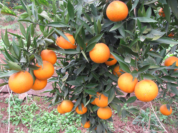 长叶香橙品种介绍 栽培要点以及种植前景