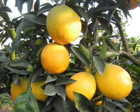 青秋脐橙品种介绍 栽培要点以及种植前景