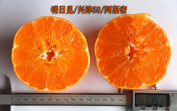 明日见柑橘价格多少钱一斤