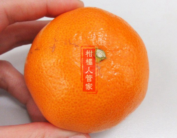 明日见柑橘外观特写图片