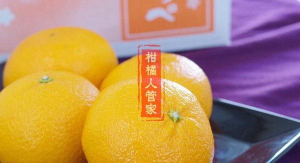 濑户见柑橘果实特写图片