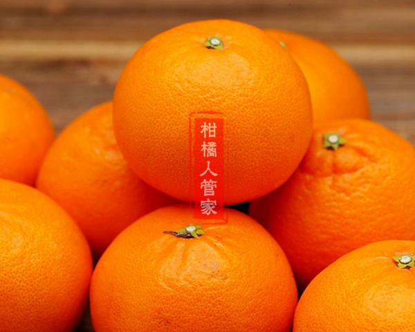 濑户见柑橘果实细节特写