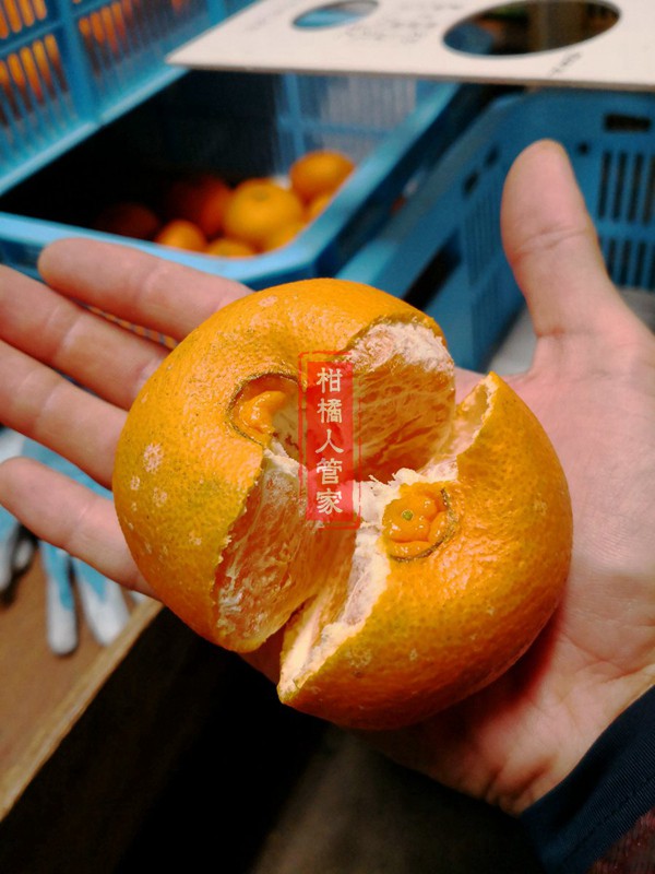 濑户见柑橘剥开图片