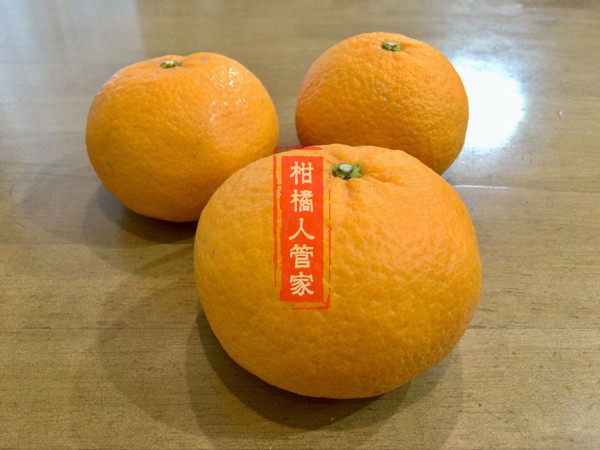 濑户见柑橘果实正面实拍
