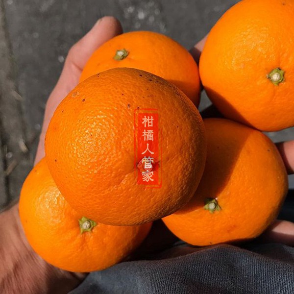 濑户见柑橘图片