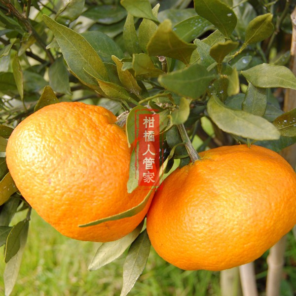 日本甘平柑橘果实实拍