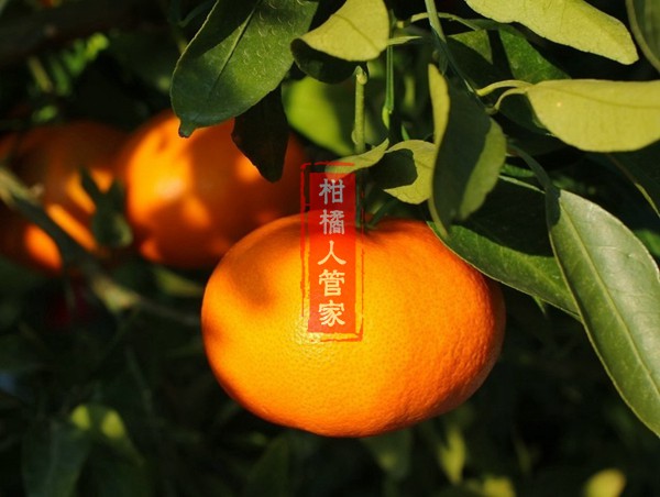 甘平柑橘图片