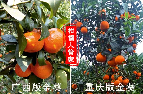 广西金葵沙糖桔与重庆版金葵砂糖橘的区别