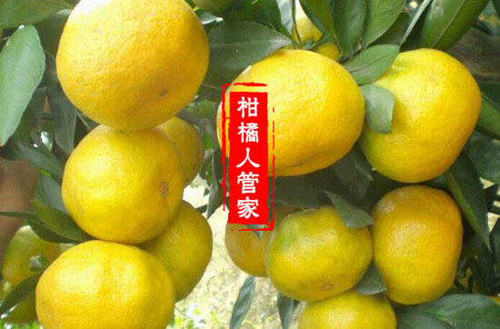 大分四号特早熟柑【大分4号蜜桔】优缺点剖析