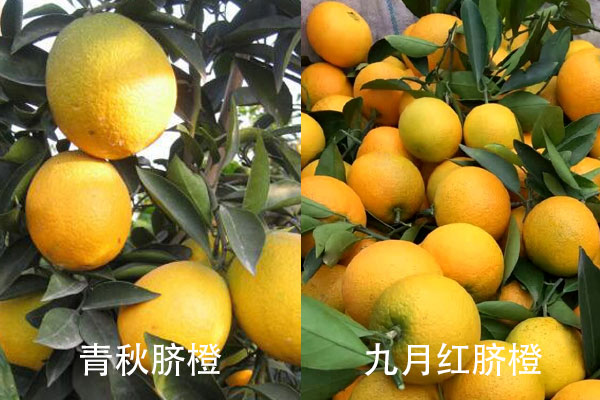 青秋脐橙和九月红脐橙的对比区别