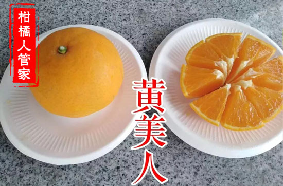象山黄美人柑橘介绍,枝条多少钱一斤