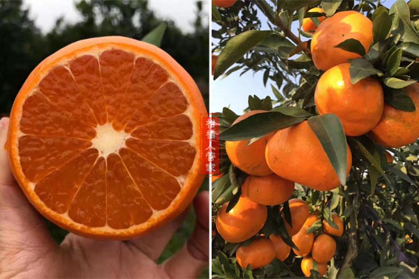 日本爱媛42号柑橘品种介绍