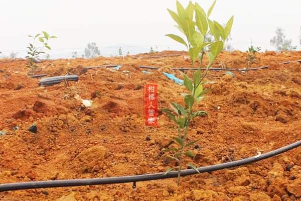 沃柑第一年种植管理方法和技巧之快速扩大树冠