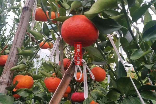 2020媛红椪柑枝条多少钱一斤