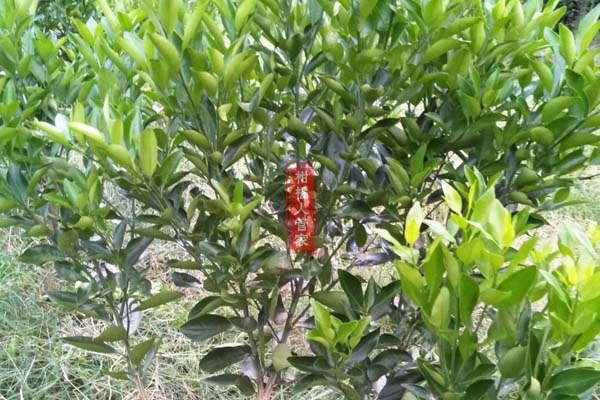媛红椪柑枝条多少钱一斤