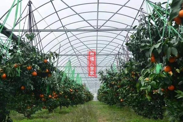 红美人柑橘枝条枯死是什么病