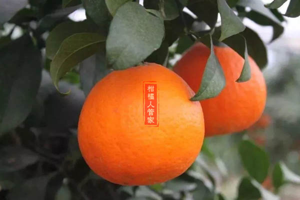 红美人枝条有斑点是什么病