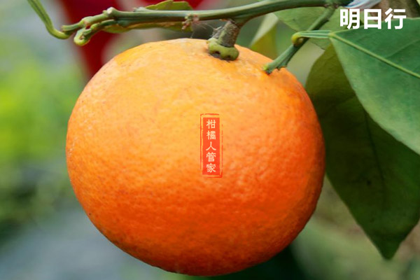 2020明日旺柑橘多少钱一颗