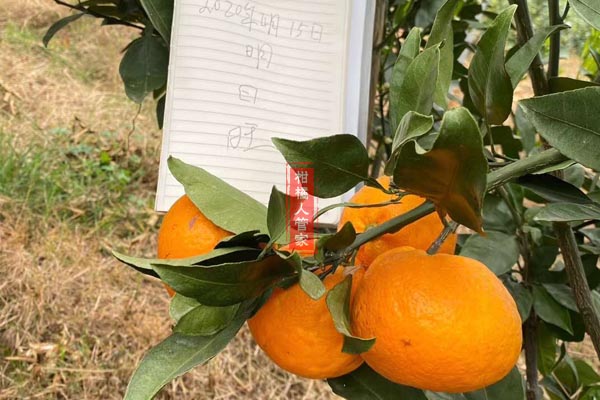 明日旺柑橘多少钱一斤