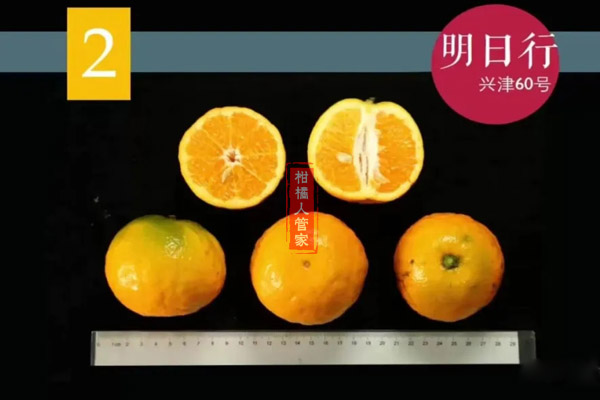 新品种明日行柑橘品种简介