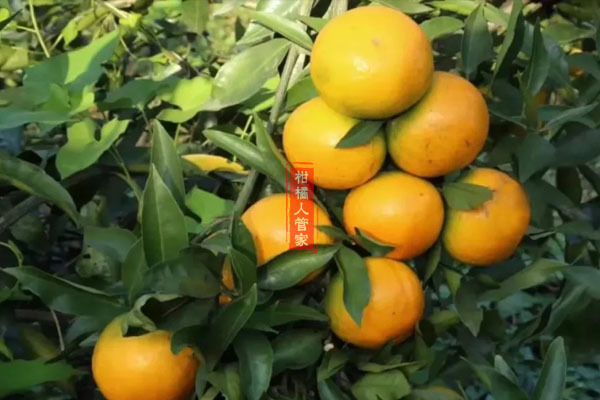 明日旺柑橘什么季节成熟