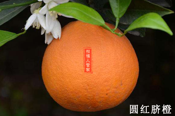 纽荷尔脐橙有几个品种