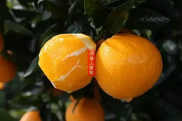 伦晚脐橙成熟季节最晚到什么时候成熟