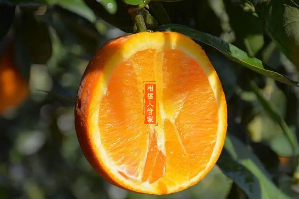 伦晚脐橙优缺点有哪些,值得种吗