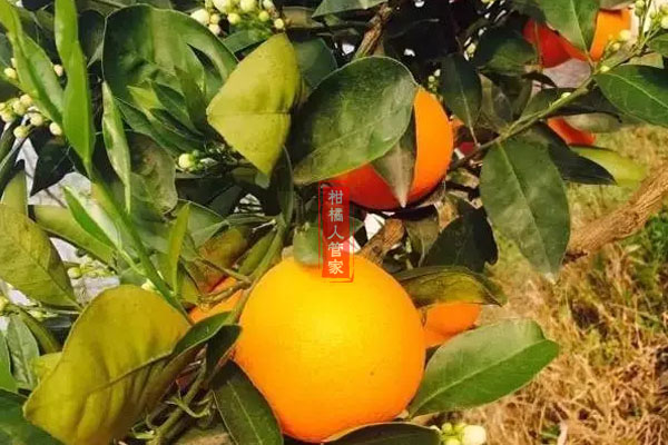 伦晚脐橙优缺点