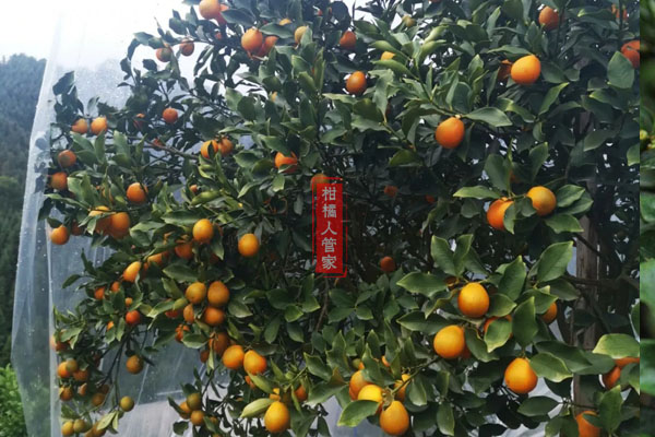 2020脆蜜金桔多少钱一斤