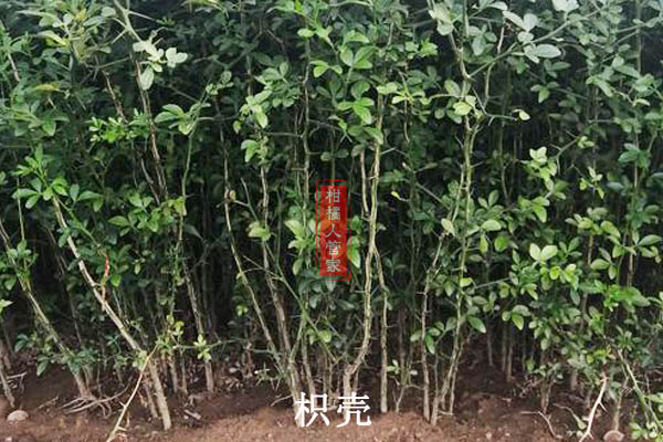 脆蜜金柑用什么砧木嫁接最好