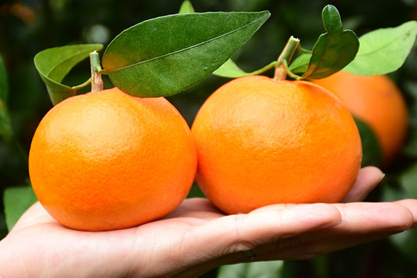 红美人柑橘露天种植需要注意什么