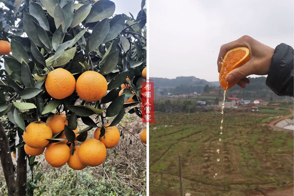 霜红桔橙品种简介（2021年柑橘新品种）