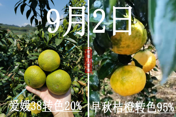 早秋桔橙品种简介（2021年早熟柑桔新品种）