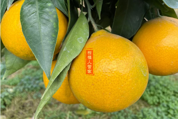 黄美人柑橘品种介绍详情版