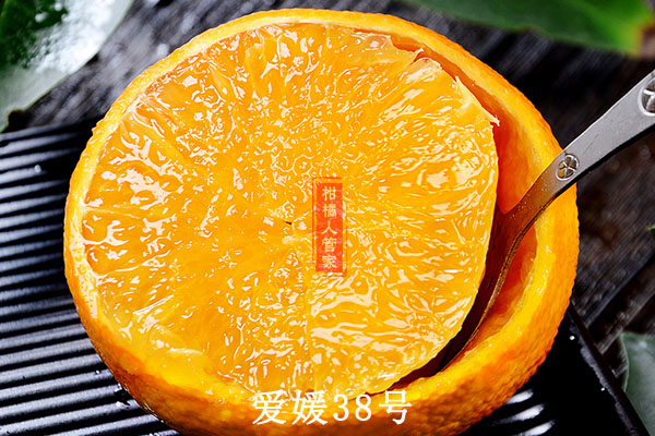 2021比爱媛38号好的柑橘品种