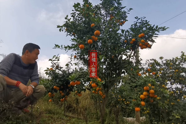 华美1号柑橘的缺点和种植技术