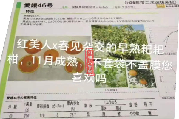 爱媛46号柑橘早熟耙耙柑介绍