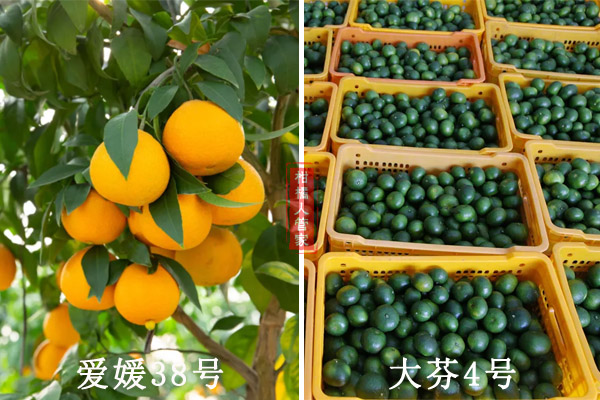 8个早熟柑橘品种最好品种的对比